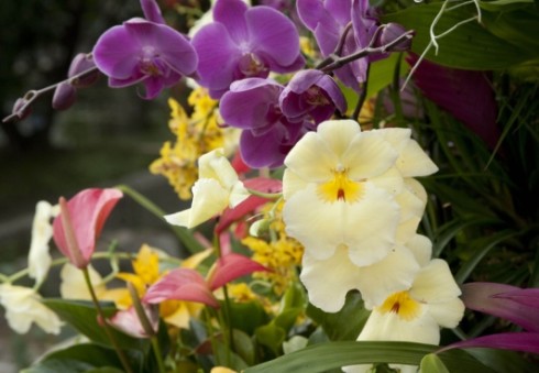 Dievinantys orchidėjas kviečiami apsilankyti kasmetinėje „Kew Gardens“ parodoje