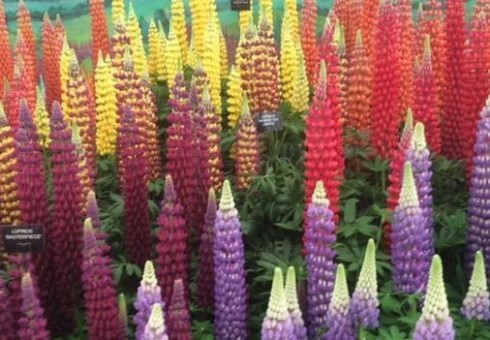 Gėlių mėgėjams Londone – kasmetinė gėlių paroda „Chelsea Flower Show“