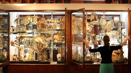 Londono muziejuje – didelė gyvūnų anatomijos paroda