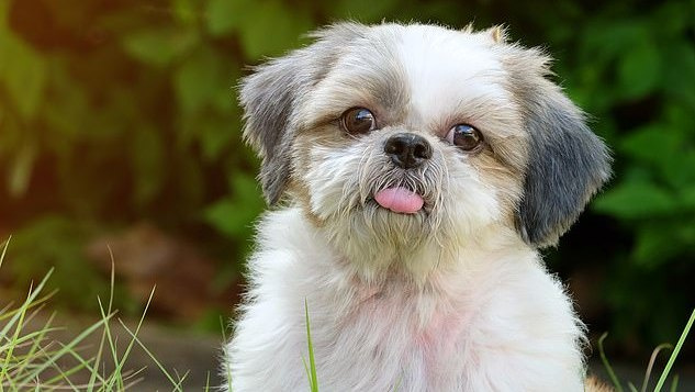Perspėjimas auginantiems šunims: šuo JK nugaišo nuo tropinės ligos, kuria gali užsikrėsti ir žmonės