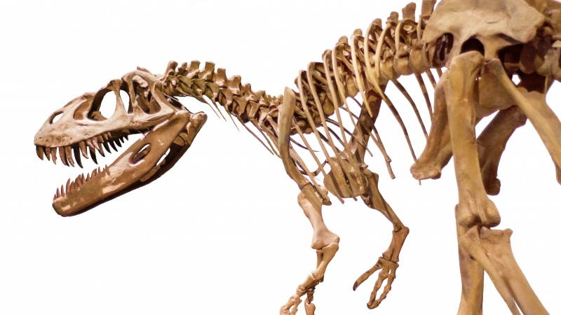 Anglijoje aptiktos dvi naujos... dinozaurų rūšys