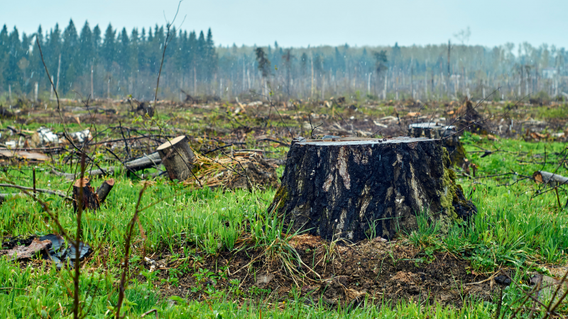 Lyderių susitikime JK bus priimtas svarbus nutarimas dėl miškų