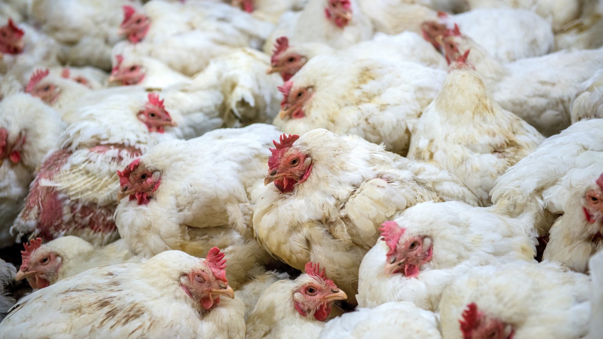 Veterinarė: paukščių gripas JK išplito iki fenomenalaus lygio