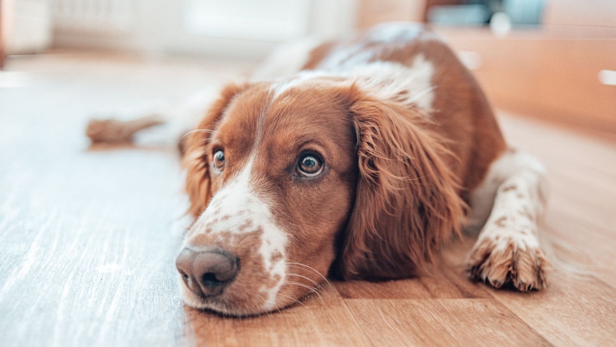 Tarp šunų JK plinta keista infekcija, veterinarai ragina vengti tam tikrų vietų