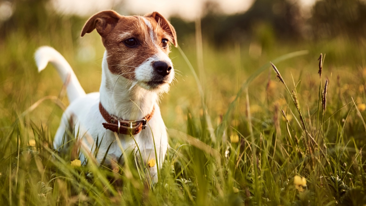 JK tiriama, ar dėl paslaptingo hepatito protrūkio nėra kalti... šunys
