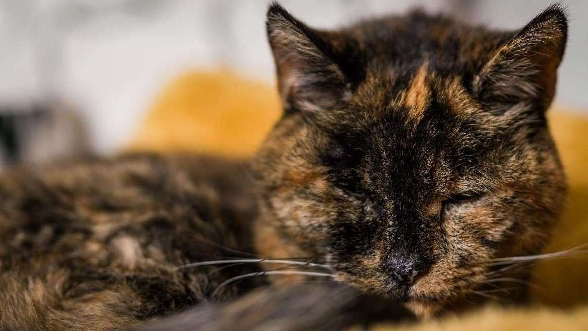 Pietryčių Londone karūnuota seniausia pasaulyje gyvenanti katė