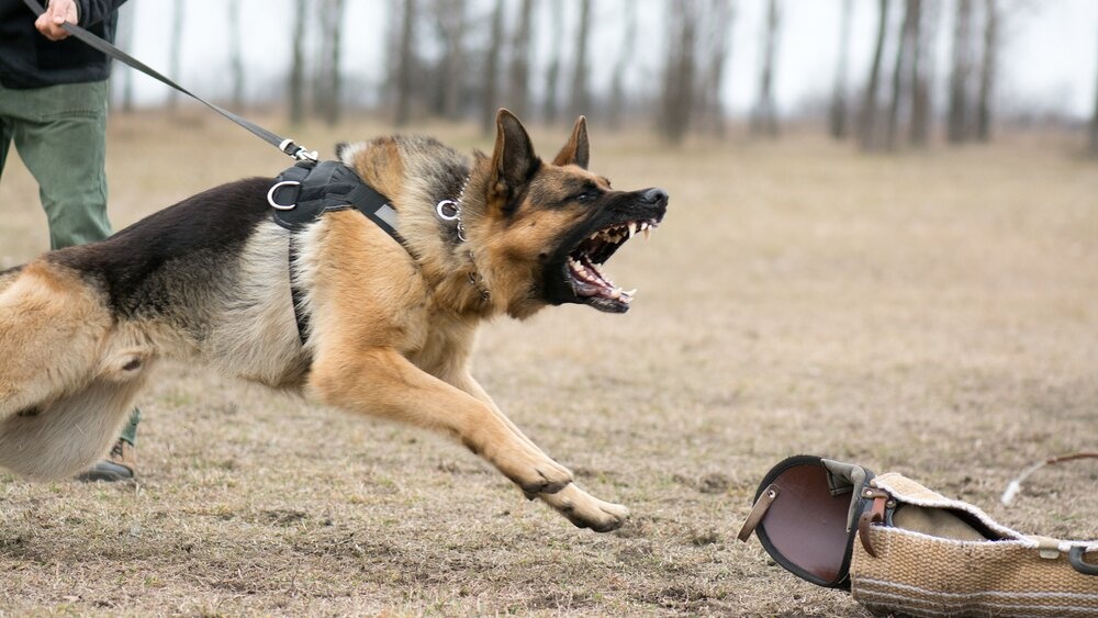 JK treniruojant policijos šunis bus naudojamos amputuotos žmonių galūnės