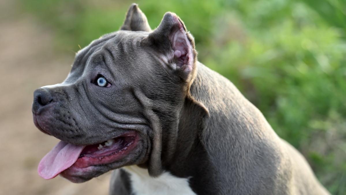 Po serijos incidentų JK bus uždrausta pavojinga šunų veislė