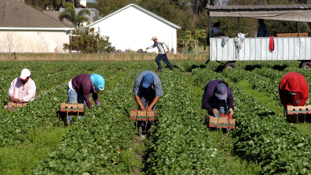 JK ūkininkai kaltinami imigrantų išnaudojimu