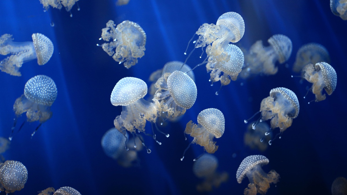 JK vandenyse – neįprastas medūzų antplūdis