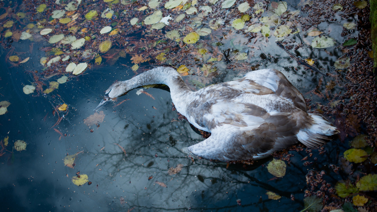 Londone radus dešimtis negyvų gulbių įtariamas paukščių gripo protrūkis