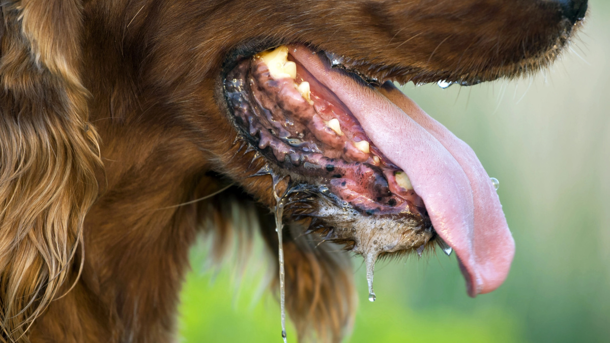 Šuniuko įdrėskimas pražudė britę, simptomus atpažino... psichiatras