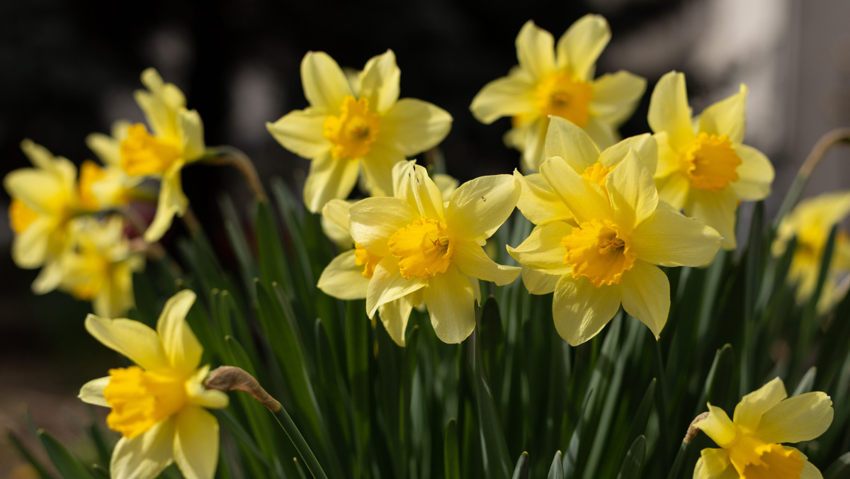 Į Jungtinę Karalystę sugrįžta pavasaris, laukiama šilčiausios dienos šiais metais