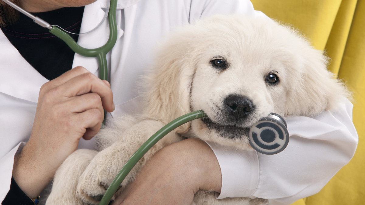 Jungtinėje Karalystėje įvedamos veterinarų išrašomų receptų kainų „lubos“