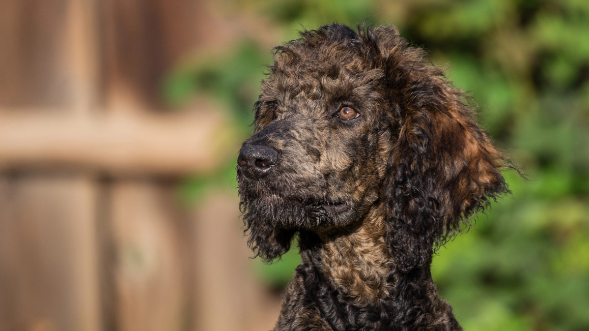 JK iš vienų namų išgelbėta... daugiau nei 250 pudelių