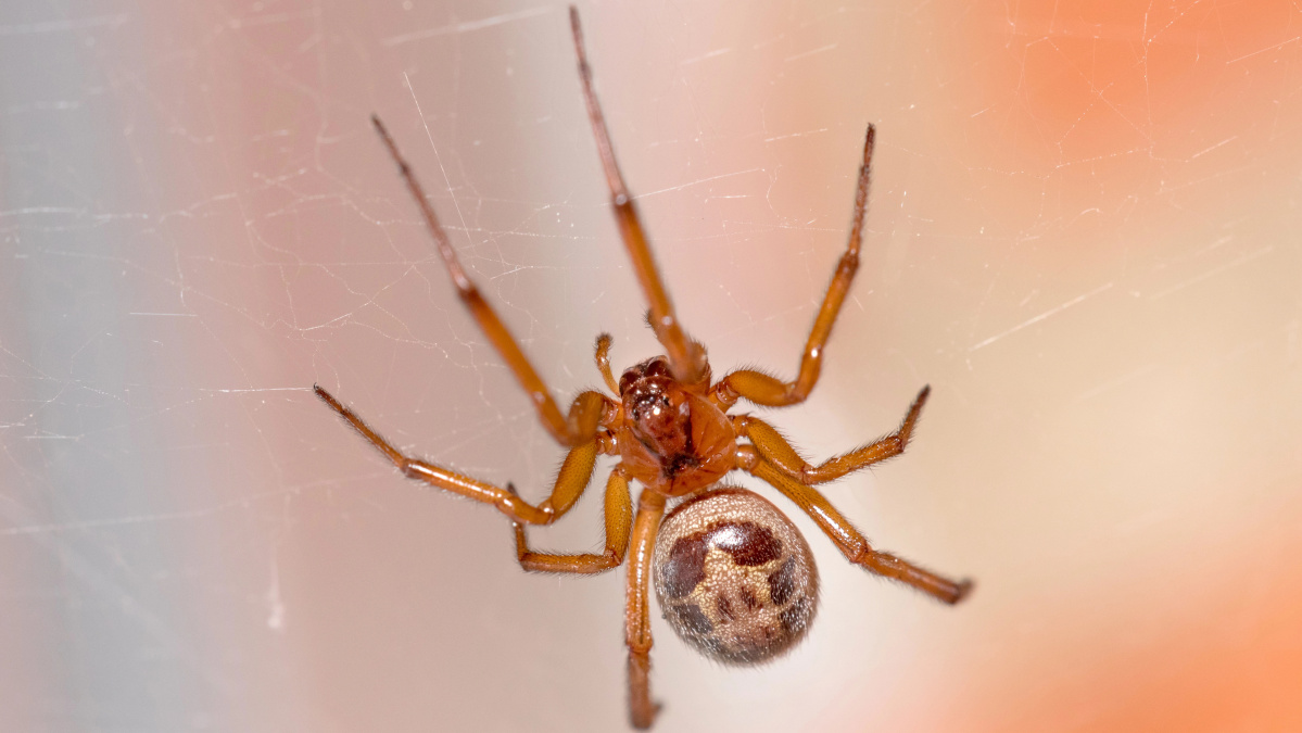 Vis daugiau žmonių JK kreipiasi į ligonines dėl vorų įkandimų