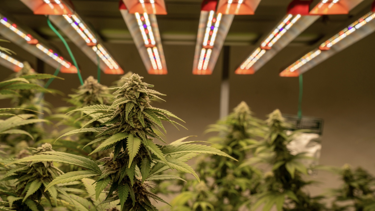 Kanapių plantacija JK aptikta istoriniame dvare, kuriame svečiavosi Karalius