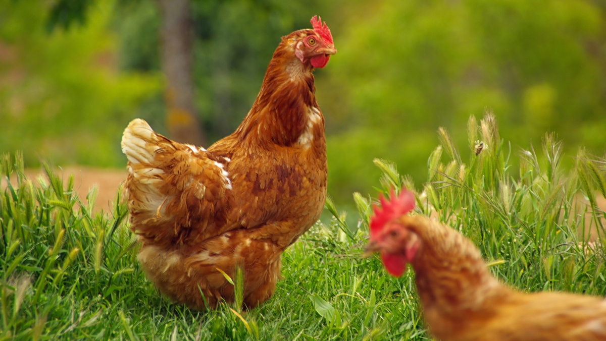 JK pradėti vakcinos nuo paukščių gripo bandymai