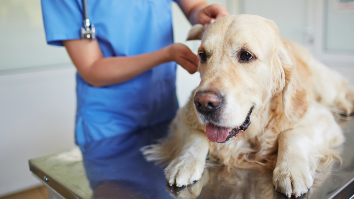 Didžiojoje Britanijoje – nauji reikalavimai veterinarams