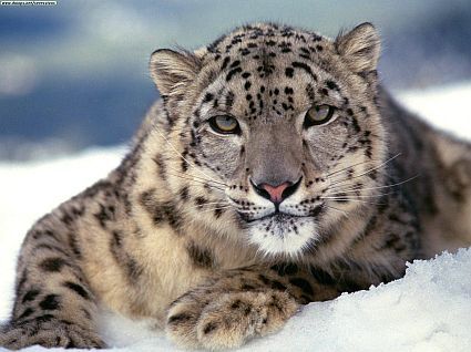 Rusijoje cirko leopardas užpuolė mergaitę
